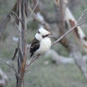 Dacelo novaeguineae at Majura, ACT - 27 Jul 2018 04:33 PM