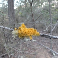 Teloschistes sp. (genus) (A lichen) at Mount Ainslie - 27 Jul 2018 by WalterEgo