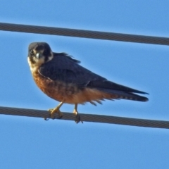 Falco longipennis (Australian Hobby) at Fyshwick, ACT - 27 Jul 2018 by RodDeb