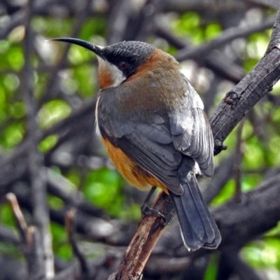 Acanthorhynchus tenuirostris (Eastern Spinebill) at Fyshwick, ACT - 27 Jul 2018 by RodDeb