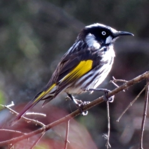 Phylidonyris novaehollandiae at Fyshwick, ACT - 27 Jul 2018 01:38 PM