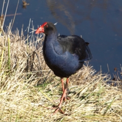 Porphyrio melanotus (Australasian Swamphen) at Fyshwick, ACT - 21 Jul 2018 by MatthewFrawley