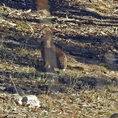 Oryctolagus cuniculus (European Rabbit) at Fyshwick, ACT - 27 Jul 2018 by RodDeb