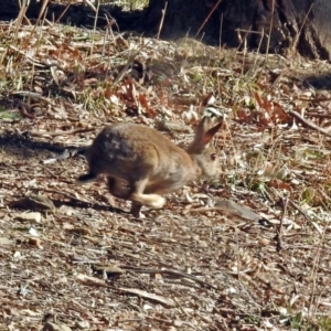 Oryctolagus cuniculus at Fyshwick, ACT - 27 Jul 2018