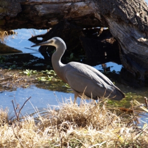 Egretta novaehollandiae at Fyshwick, ACT - 21 Jul 2018 01:16 PM