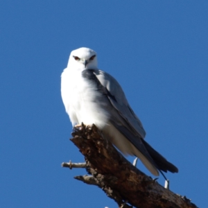 Elanus axillaris at Fyshwick, ACT - 21 Jul 2018