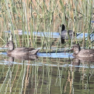 Stictonetta naevosa (Freckled Duck) at Burrill Lake, NSW - 6 Jun 2014 by Charles Dove