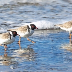 Charadrius rubricollis (Hooded Plover) at South Pacific Heathland Reserve - 2 Jun 2014 by Charles Dove