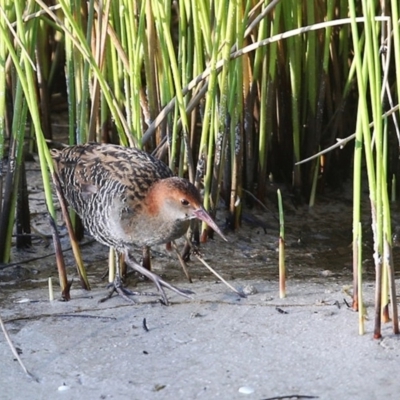 Lewinia pectoralis (Lewin's Rail) at Burrill Lake, NSW - 6 Jun 2014 by Charles Dove