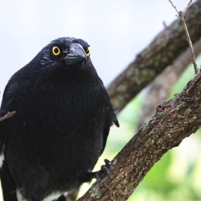 Strepera graculina (Pied Currawong) at Ulladulla, NSW - 2 Jun 2014 by Charles Dove