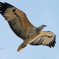 Haliaeetus leucogaster (White-bellied Sea-Eagle) at Dolphin Point, NSW - 3 Jun 2014 by CharlesDove