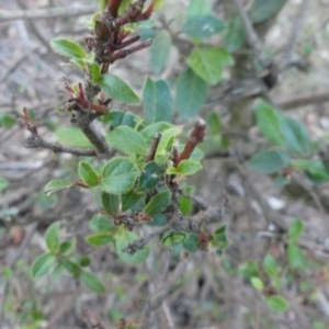 Viburnum tinus at Majura, ACT - 27 Jul 2018 04:22 PM