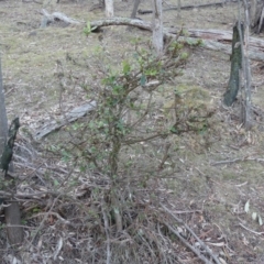 Viburnum tinus at Majura, ACT - 27 Jul 2018