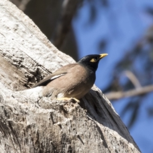 Acridotheres tristis at Higgins, ACT - 26 Jul 2018