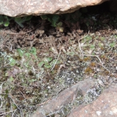 Riccia cartilaginosa (Liverwort) at Greenway, ACT - 17 Jul 2018 by michaelb