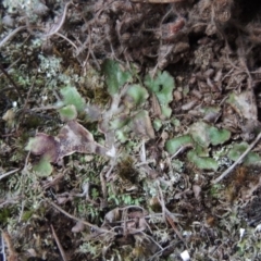 Riccia cartilaginosa at Greenway, ACT - 17 Jul 2018