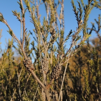 Melaleuca parvistaminea (Small-flowered Honey-myrtle) at Greenway, ACT - 17 Jul 2018 by MichaelBedingfield