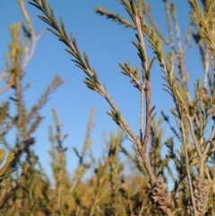 Melaleuca parvistaminea at Greenway, ACT - 17 Jul 2018