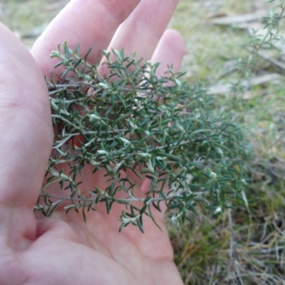 Chrysocephalum semipapposum (Clustered Everlasting) at Majura, ACT - 27 Jul 2018 by WalterEgo