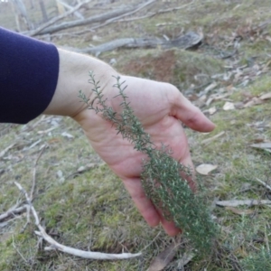 Chrysocephalum semipapposum at Majura, ACT - 27 Jul 2018