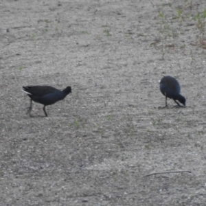 Gallinula tenebrosa at Tharwa, ACT - 22 Apr 2018 07:08 AM