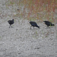 Gallinula tenebrosa at Tharwa, ACT - 22 Apr 2018 07:08 AM