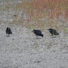 Gallinula tenebrosa at Tharwa, ACT - 22 Apr 2018 07:08 AM