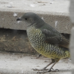 Ptilonorhynchus violaceus (Satin Bowerbird) at Fadden, ACT - 28 Jul 2018 by YumiCallaway