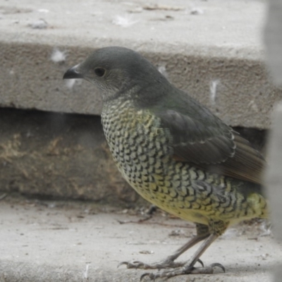 Ptilonorhynchus violaceus (Satin Bowerbird) at Fadden, ACT - 28 Jul 2018 by YumiCallaway