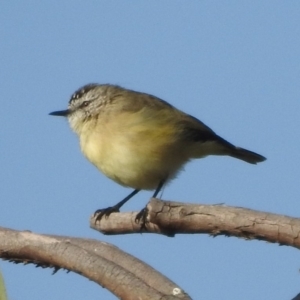 Acanthiza chrysorrhoa at Majura, ACT - 23 Apr 2018