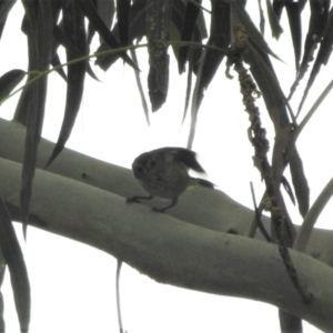 Acanthiza lineata at Tharwa, ACT - 22 Apr 2018