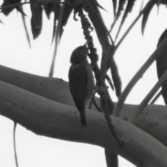 Acanthiza lineata at Tharwa, ACT - 22 Apr 2018