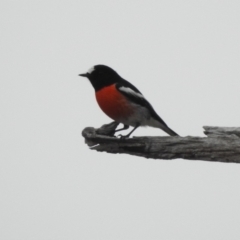 Petroica boodang (Scarlet Robin) at Paddys River, ACT - 22 Apr 2018 by YumiCallaway