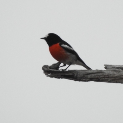 Petroica boodang (Scarlet Robin) at Paddys River, ACT - 22 Apr 2018 by YumiCallaway