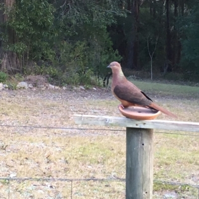 Macropygia phasianella (Brown Cuckoo-dove) at Conjola, NSW - 26 Aug 2018 by Margieras