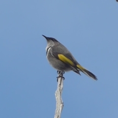 Phylidonyris pyrrhopterus (Crescent Honeyeater) at Denman Prospect, ACT - 23 Jul 2018 by Christine