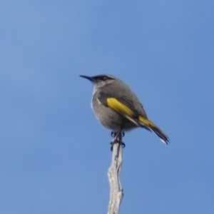 Phylidonyris pyrrhopterus at Denman Prospect, ACT - 23 Jul 2018 02:40 PM