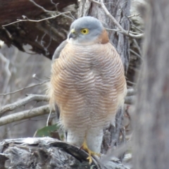 Accipiter cirrocephalus (Collared Sparrowhawk) at Stromlo, ACT - 23 Jul 2018 by Christine