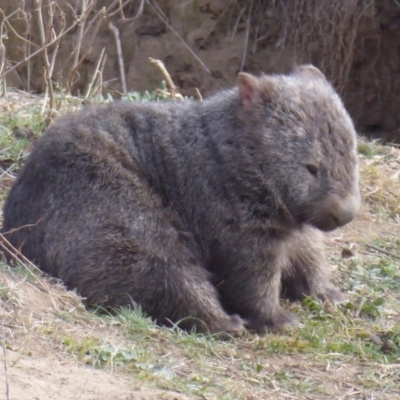 Vombatus ursinus (Bare-nosed Wombat) at Stromlo, ACT - 27 Jul 2018 by Christine