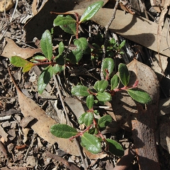 Eucalyptus macrorhyncha (Red Stringybark) at MTR591 at Gundaroo - 23 Jul 2018 by MaartjeSevenster