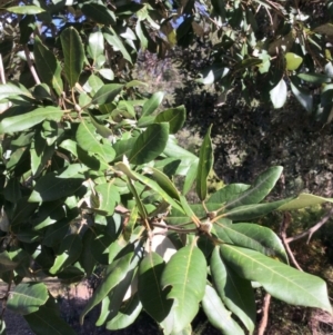 Syncarpia glomulifera subsp. glomulifera at Conjola, NSW - 26 Aug 2018 01:26 PM