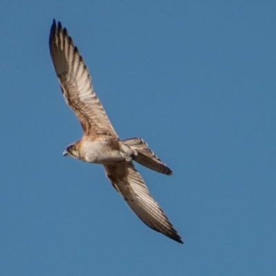 Falco berigora (Brown Falcon) at Tharwa, ACT - 29 Jul 2018 by SWishart