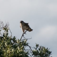 Falco berigora at Tharwa, ACT - 29 Jul 2018