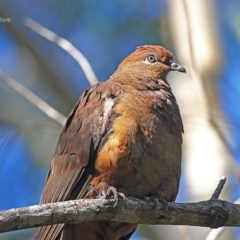 Macropygia phasianella (Brown Cuckoo-dove) at Ulladulla, NSW - 22 Jul 2014 by Charles Dove