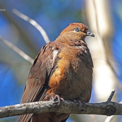 Macropygia phasianella (Brown Cuckoo-dove) at Ulladulla, NSW - 23 Jul 2014 by CharlesDove