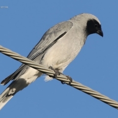 Coracina novaehollandiae (Black-faced Cuckooshrike) at Ulladulla, NSW - 22 Jul 2014 by Charles Dove