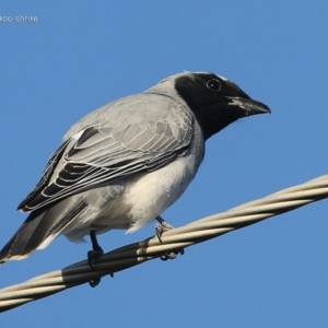 Coracina novaehollandiae at Ulladulla, NSW - 23 Jul 2014 12:00 AM