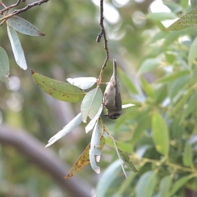 Melithreptus brevirostris (Brown-headed Honeyeater) at Ulladulla, NSW - 24 Jul 2014 by Charles Dove