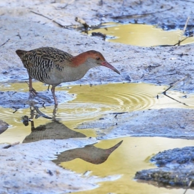 Lewinia pectoralis (Lewin's Rail) at Burrill Lake, NSW - 24 Jul 2014 by Charles Dove