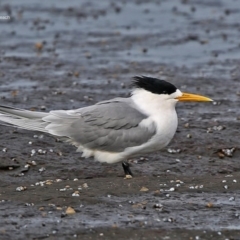 Thalasseus bergii (Crested Tern) at South Pacific Heathland Reserve - 23 Jul 2014 by Charles Dove